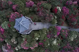 走，看杜鹃去！贵阳市区往返百里杜鹃景区直通车仅需99元图片
