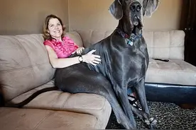 狗子翘屁股、伸懒腰的行为，是在提醒主人这几件事图片