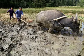 水牛性子温顺，力气又比黄牛大，为何北方没人养殖？图片