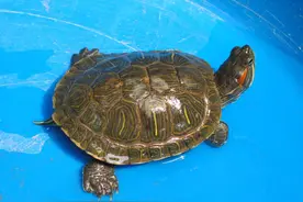 放生的巴西龟在野外泛滥成灾，我们饲养总是死，这是为什么？图片