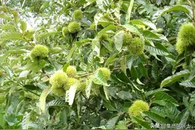 89.《诗经.郑风.东门之墠(shàn)》，朴实情歌对唱，真挚恋人问答图片
