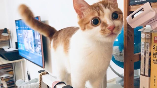 猫咪缺乏牛磺酸可能致死！表现之一是眼肿流泪，记得要额外补充