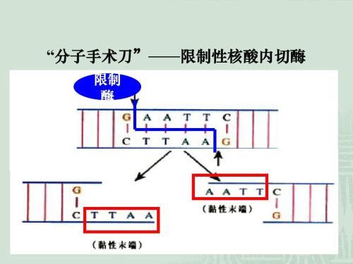 新型冠状病毒29：光解，自由基，特异性识别；核酸内切酶