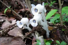 被称“死亡之花”，珍稀植物水晶兰在贵州现世图片