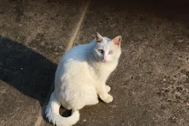 晒太阳的猫咪（摄影：柔光罩）图片