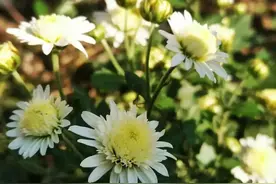 人淡如菊，心素如简图片
