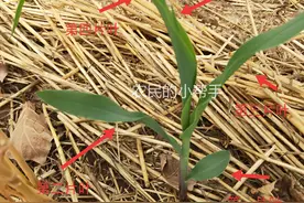 玉米几片叶到底该怎么数？为什么同一颗玉米，数出来的不一样？图片