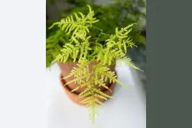 盆栽文竹不断繁殖的技巧，避免黄叶和烂根都是小问题图片