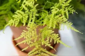 盆栽文竹不断繁殖的技巧，避免黄叶和烂根都是小问题图片