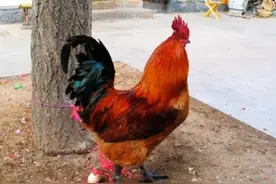 聊聊和公鸡下蛋有关的那些事儿图片