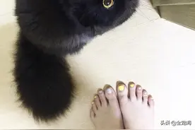 养猫必收！2019年北美天然无谷猫粮-幼猫产品清单图片