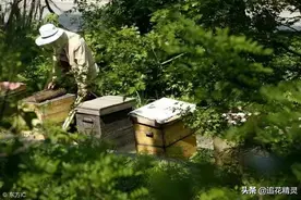 养蜂有“苦七绝八”的说法，道尽度夏难题！真相到底是什么？图片