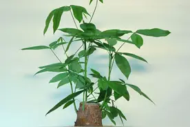 发财树桩催芽仅需5步，就能长得枝繁叶茂，如何做呢？图片