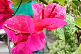 今天七夕节，牛郎织女泪渏渏，必落一场相思雨图片