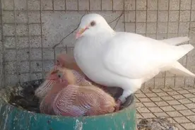第四回；信鸽协会图片