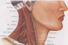 目前最完整的颈部解剖图谱！肌肉、血管、神经全都有图片