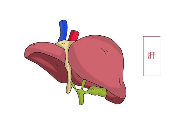 55岁男性，持续发热、乏力1周，CT检查出肝脏占位，是啥意思？