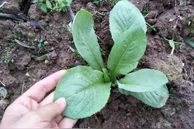 莴菜种植正当时，但要想产量高口感好，这些步骤少不了图片