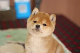 路边大爷卖的柴犬50元一只，柴犬为啥这么便宜？图片