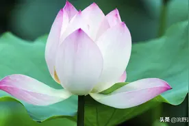 上联：青莲打伞荷塘秀，邀对下联图片