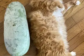 “我带你回家好不好。”小男孩小心地抱起发抖的猫咪，十年后他们图片