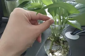一毛钱的小东西，碾碎了浇花长势壮，扦插生根快，开花一倍图片