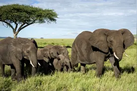 大象的智商可以和人类相媲美，庞大的身体藏着秘密武器图片