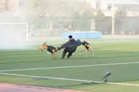 200元起价！中国刑事警察学院出售淘汰犬图片