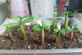 沙漠玫瑰繁殖“技巧”，新手掌握2种方法，都能快速变多盆图片