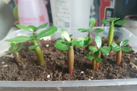 沙漠玫瑰繁殖“技巧”，新手掌握2种方法，都能快速变多盆图片