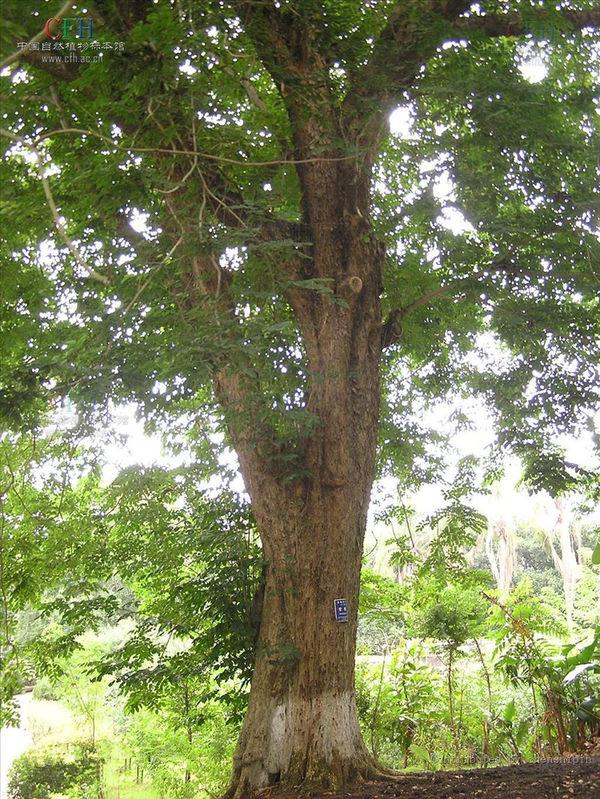 小叶紫檀花苗 你的小叶紫檀盆景树,是此植物冒充的,教你识别真货,别再