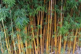 竹子根系发达破坏农田，如何彻底消灭竹根？两个方法解除竹根烦恼图片