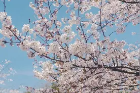 没吃这几样菜，总觉得春天还没来图片
