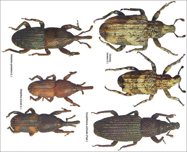 大米害虫米象,如何摇身一变置身米袋?你吃的米中可能有它的幼虫