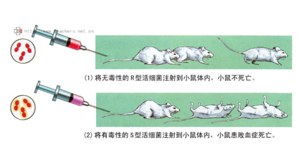 高中生物学习经验分享