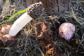 毒蘑菇，也有秋天图片