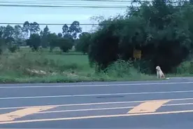 狗狗在路口等待主人四年，看到主人后，却拒绝了和她回家！图片