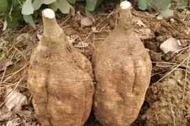 仙草“粉葛”的前世今生图片