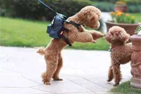 泰迪有这些行为，说明白养了图片