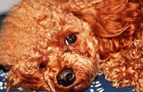 贵宾犬，贵宾犬图片 配图05