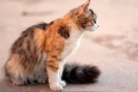 猫咪又抓苍蝇吃了！怎样避免苍蝇光顾你家？图片