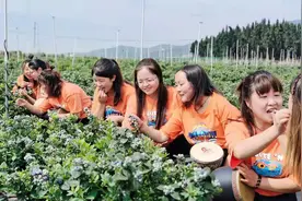 曲靖麒麟：越州这家人气蓝莓园27日正式开园采摘啦！图片