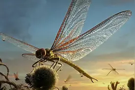 蜻蜓都能长到两米长了？远古巨虫扎堆出现，巨脉蜻蜓能捕食两栖类图片