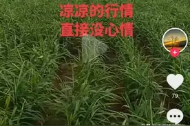 为什么新手种姜多数赔钱？图片
