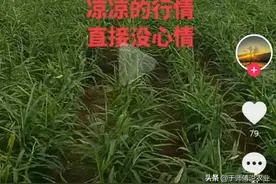 为什么新手种姜多数赔钱？图片