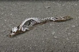 南极洲发现“史前野兽”？神秘生物骨架暴露在外，可能约有6米长图片