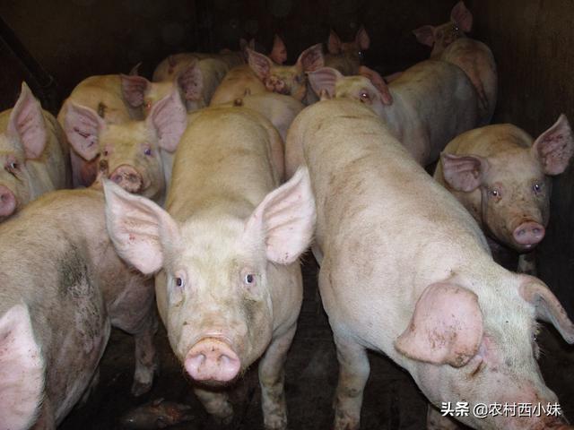 猪为啥会咬尾巴？猪咬尾怎么办？你知道吗