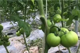 芸苔素正确的使用方法，农户注意2个方面，别被误导了图片