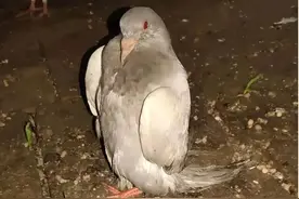 这些症状都有可能是毛滴虫作祟，不可忽略图片