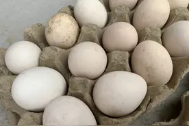 买鸡蛋，到底选红皮还是白皮？养鸡场大妈：记住这2点你就是行家图片